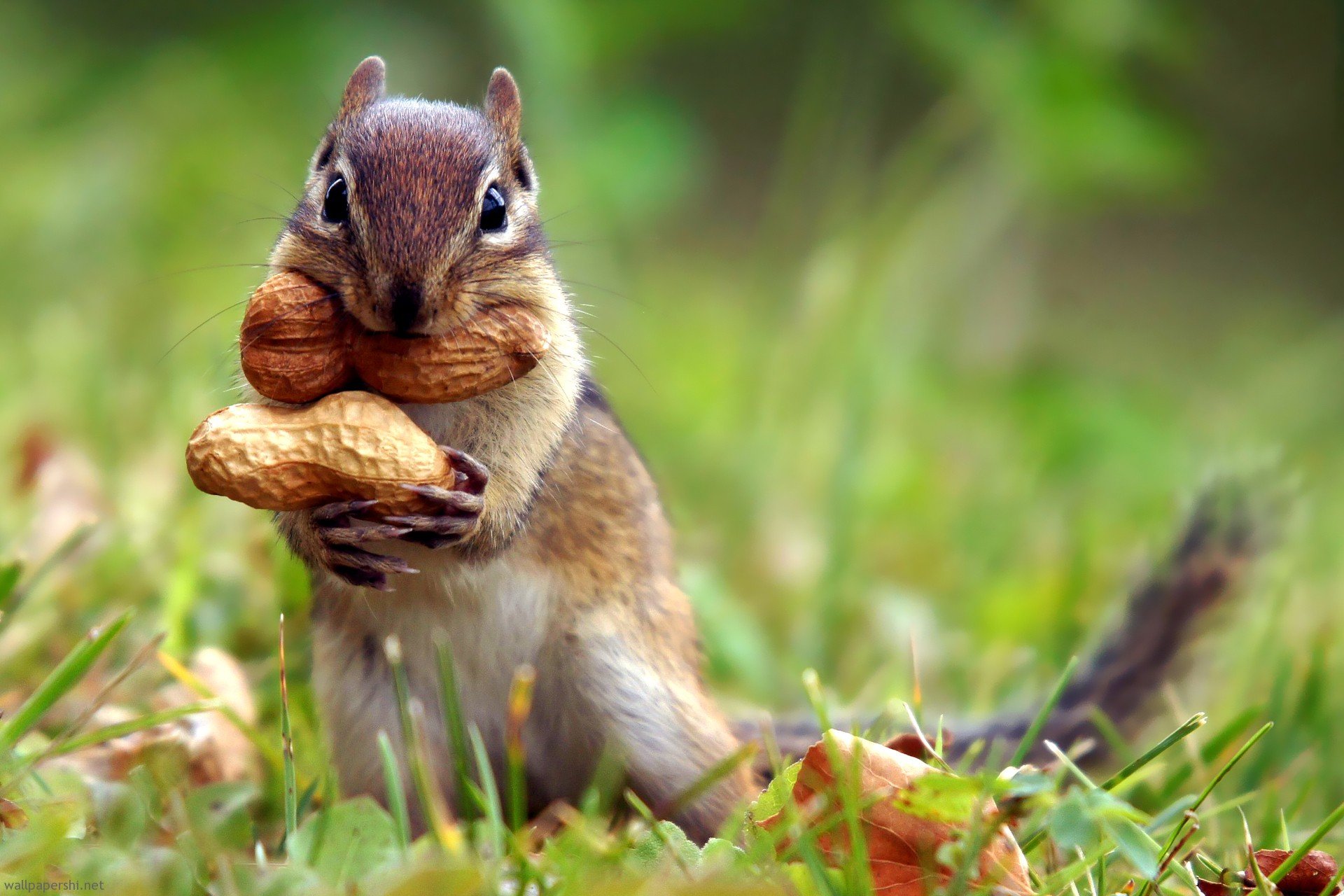 squirrel-nut