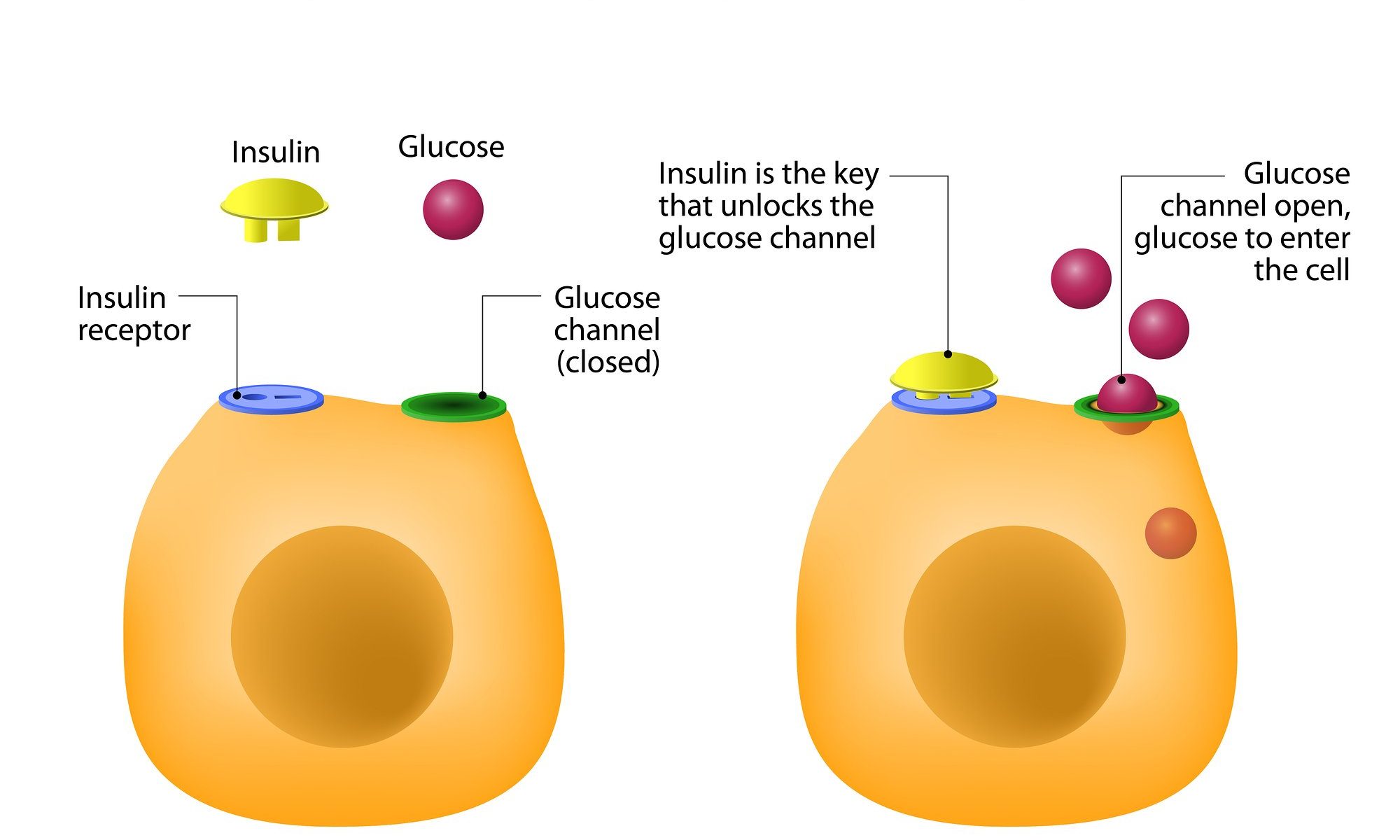 optimize insulin and prevent diabetes