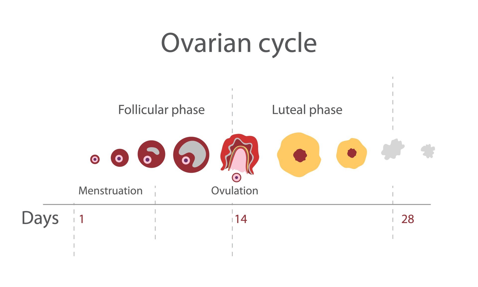 Ovarian Cycle